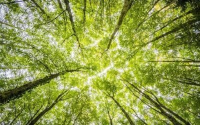 7 Springtime Tree Maintenance Tips