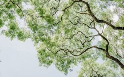 When to Prune Your Trees