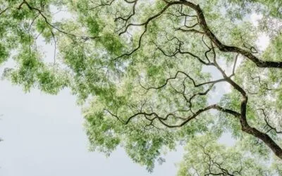 When to Prune Your Trees