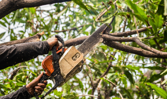 What is the best season to trim trees?