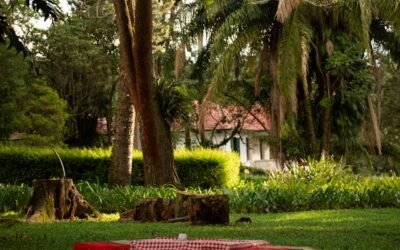 Are Exposed Tree Roots Bad?