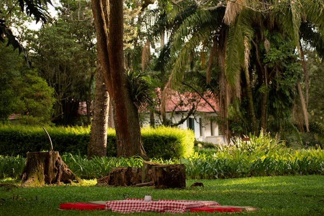 Are Exposed Tree Roots Bad?