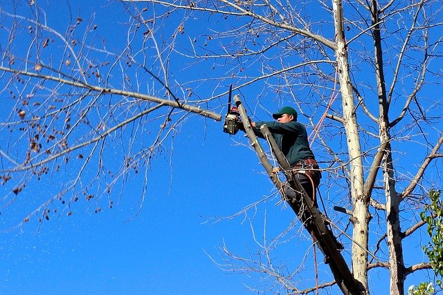 What Are the Different Types of Pruning Cuts for Trees?