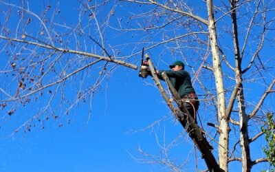Tree Trimming Before the Santa Ana Winds: Protect Your Home, Roof & Power Lines