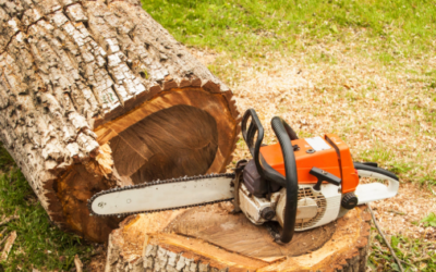 Why Tree Trimming and Tree Removal Are Important for the Health and Safety of Your Property