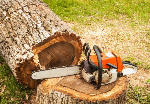 Why Tree Trimming and Tree Removal Are Important for the Health and Safety of Your Property