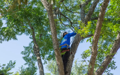 Why Regular Tree Trimming Is Important for the Health, Safety, and Beauty of Your Property