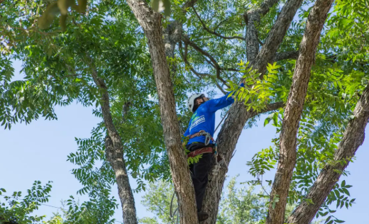 Why Regular Tree Trimming Is Important for the Health, Safety, and Beauty of Your Property
