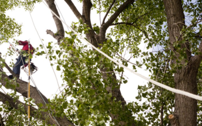 Why Regular Tree Trimming Is Essential for a Healthy and Safe Property