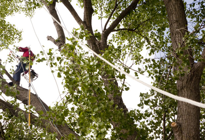 Why Regular Tree Trimming Is Essential for a Healthy and Safe Property