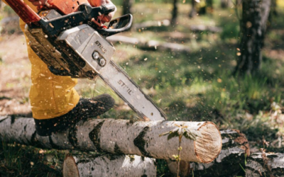 When Is It Time to Remove a Tree? The Importance of Professional Tree Removal and Stump Grinding