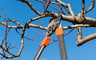 Healthy Trees, Beautiful Landscapes: Why Regular Tree Trimming Is Essential for Your Property
