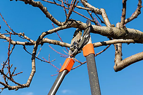 Healthy Trees, Beautiful Landscapes: Why Regular Tree Trimming Is Essential for Your Property