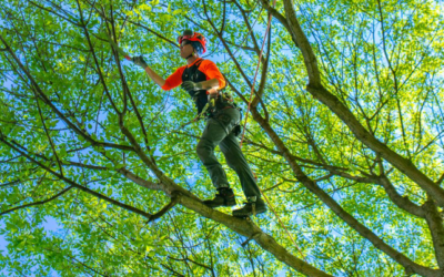7 Signs Your Trees May Need Professional Trimming