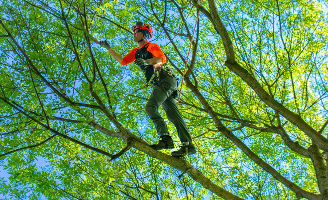 7 Signs Your Trees May Need Professional Trimming
